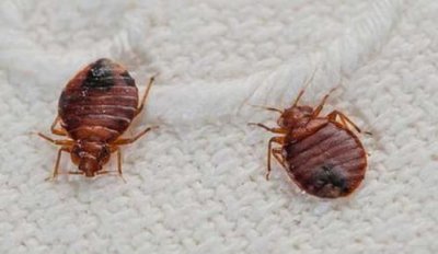 ​臭虫在水里泡多久才会死，家里有臭虫，怎么样才能快速除掉呢？
