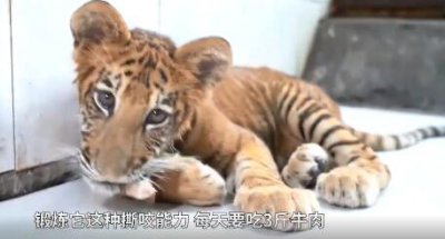 ​世界独一虎狮虎兽宝宝满百天（图）