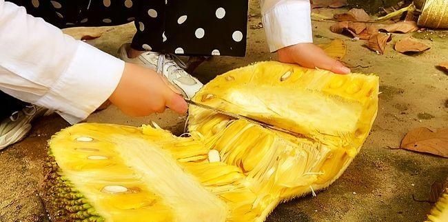 菠萝菠萝蜜是什么季节的水果