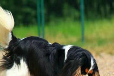 ​骑士查理王犬优缺点