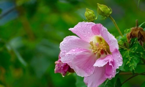 红尘恋恋芙蓉花的寓意是什么