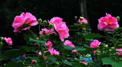 ​芙蓉花花语，芙蓉花和牡丹花的区别？