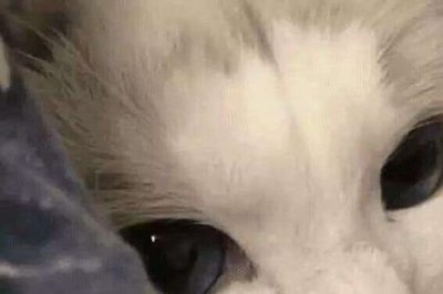 ​你干嘛了真正含义