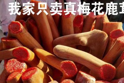 ​杂交鹿茸和梅花鹿茸区别