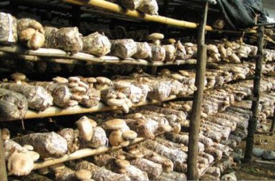 ​中国食用菌地理区域划分