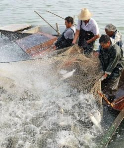 ​打渔和打鱼区别，打渔和打鱼的区别？