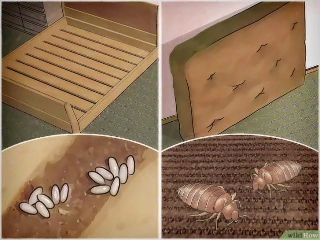 床虱咬过后的疙瘩图片(床虱咬过后的疙瘩怎么消除)