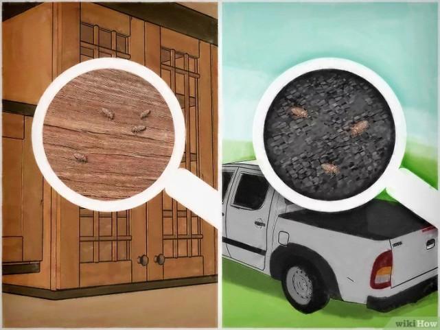 床虱咬过后的疙瘩图片(床虱咬过后的疙瘩怎么消除)