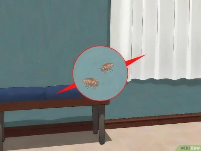 床虱咬过后的疙瘩图片(床虱咬过后的疙瘩怎么消除)