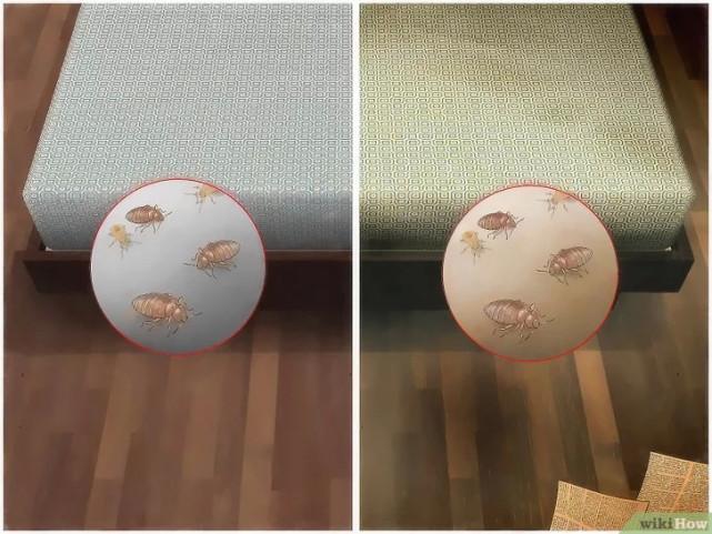 床虱咬过后的疙瘩图片(床虱咬过后的疙瘩怎么消除)