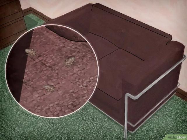 床虱咬过后的疙瘩图片(床虱咬过后的疙瘩怎么消除)