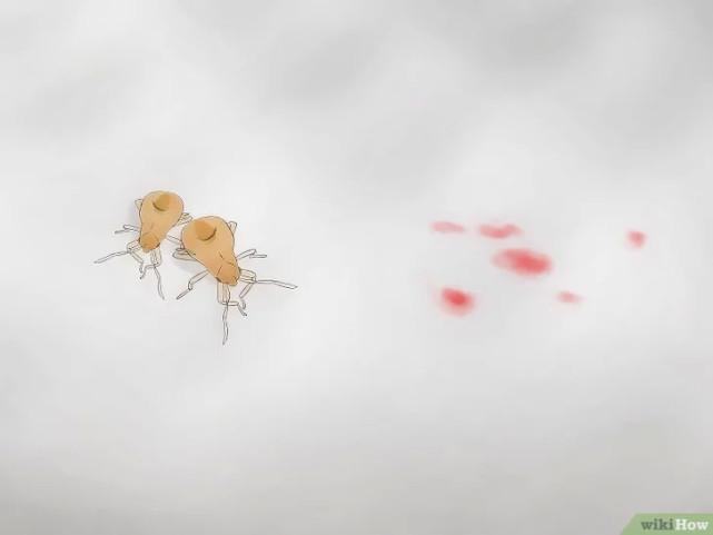 床虱咬过后的疙瘩图片(床虱咬过后的疙瘩怎么消除)