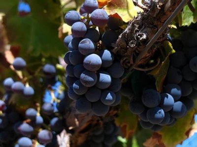 ​西班牙红酒MERLOT(西班牙红酒等级标准)