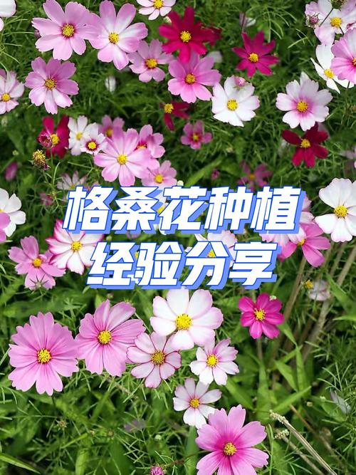 波斯菊怎么种（波斯菊的种植方法）