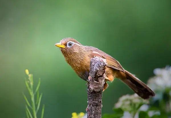 最早用什么画眉(画眉的发展历程)