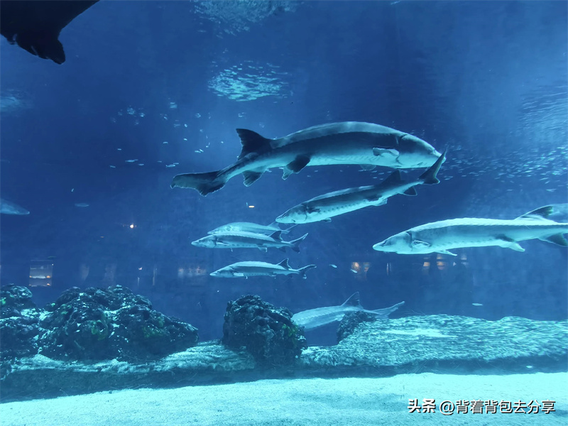 中国人气最旺的海洋公园推荐(中国最好的十大海洋公园)