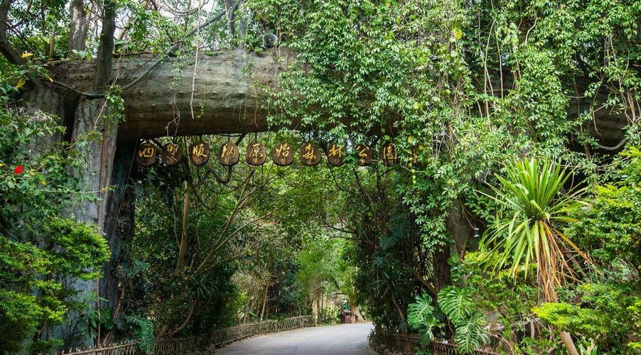 五、天:西双版纳原始森林