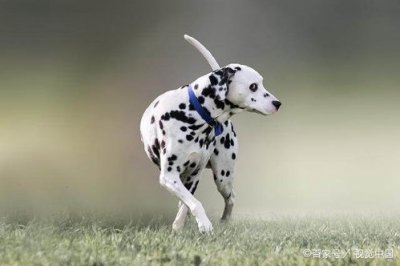 ​世界狗排名前十名