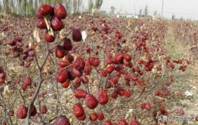 ​澶ф灒鐨勪骇鍦版槸鍝噷鐨勫ソ(澶ф灒鐨勪骇鍦版湁鍝簺鍦版柟)