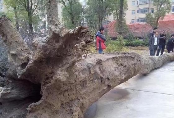 乌木有什么用途和价值（乌木价格多少钱一斤）