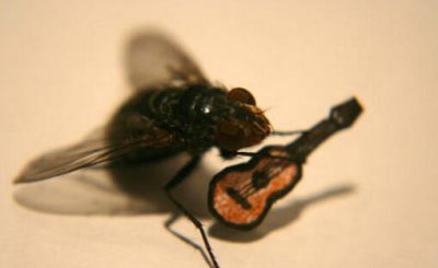 ​苍蝇为什么没有停地搓手搓足?究竟毁三瞅