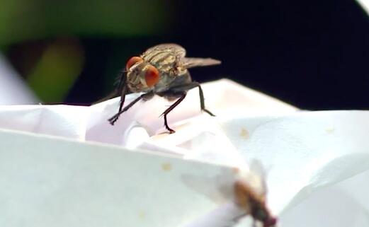 苍蝇为什么一直地搓手搓足,究竟毁三瞅