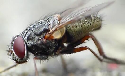 苍蝇为什么一直地搓手搓足,究竟毁三瞅