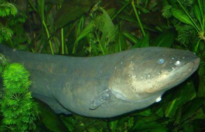 ​电鳗有天敌吗 电鳗为什么不妨搁电？能搁电的动物有哪些？