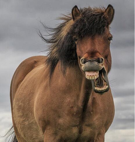 马为什么会启怀大笑