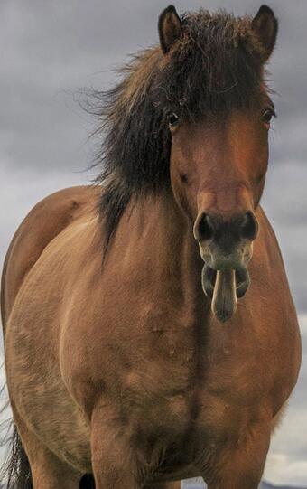 马为什么会启怀大笑