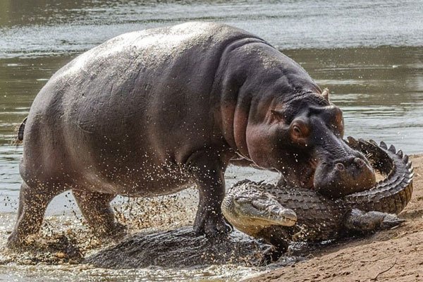 河马和鳄鱼哪个利害 它们为什么能宁静相处呢