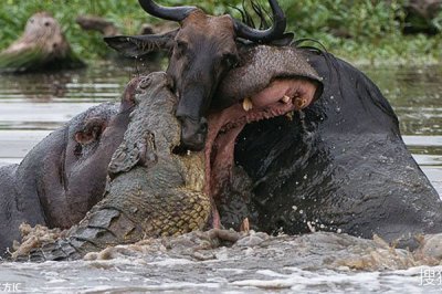 ​河马和鳄鱼哪个利害 它们为什么能宁静相处呢