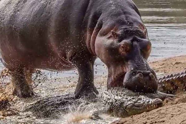 河马和鳄鱼哪个利害 它们为什么能宁静相处呢