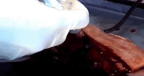 比龙虾还要贵7倍的海鲜,每年5人因它而死,藤壶配不配?