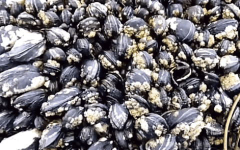 比龙虾还要贵7倍的海鲜,每年5人因它而死,藤壶配不配?