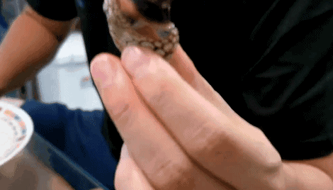 比龙虾还要贵7倍的海鲜,每年5人因它而死,藤壶配不配?