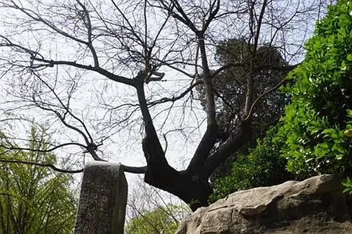 明朝崇祯皇帝吊死在什么山