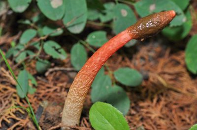 ​红鬼笔的功效（红鬼笔别名）