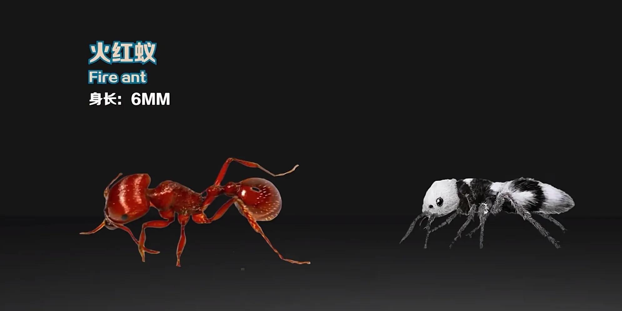 生活在地球上的20种蚂蚁