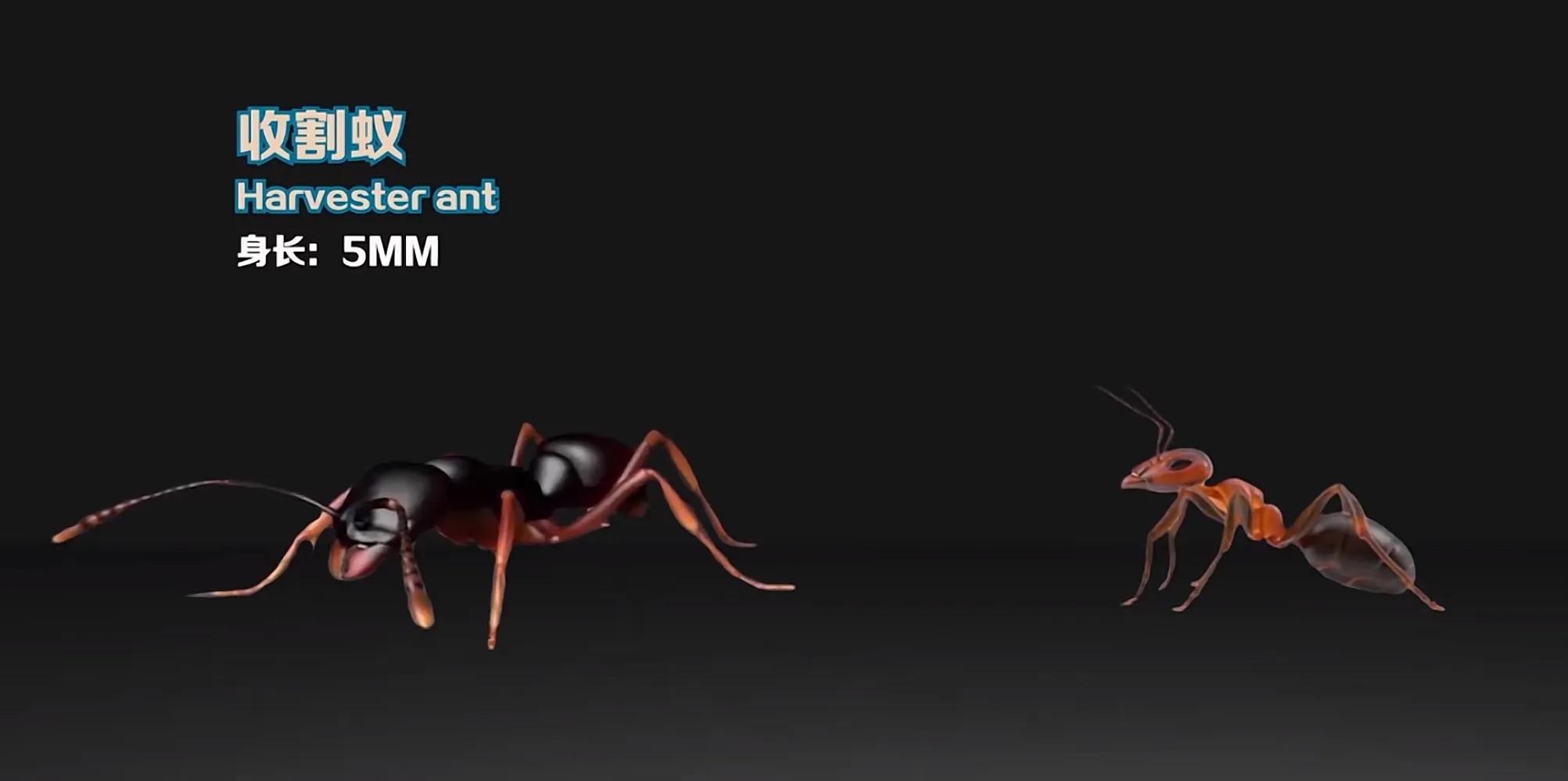 生活在地球上的20种蚂蚁