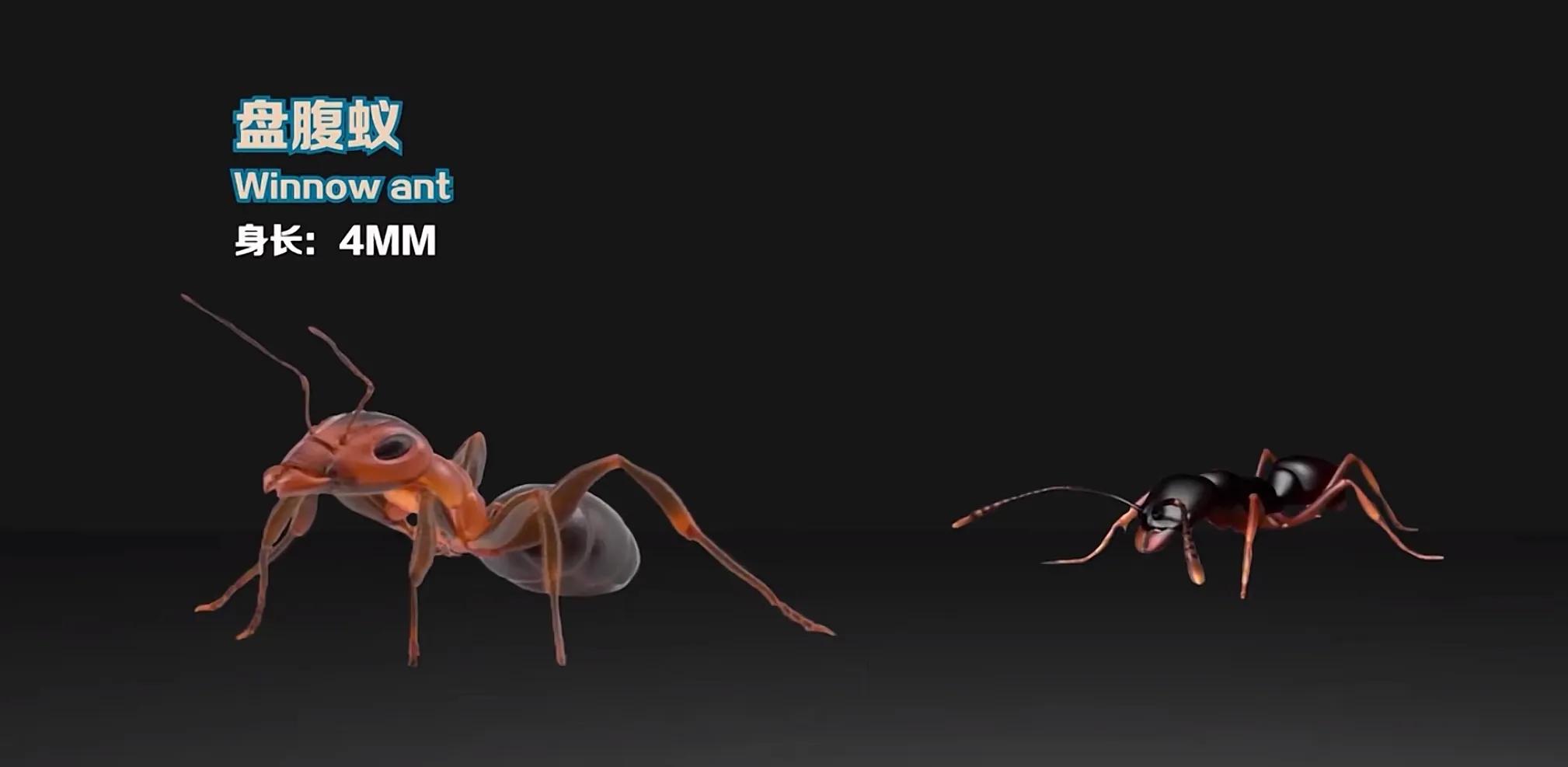 生活在地球上的20种蚂蚁