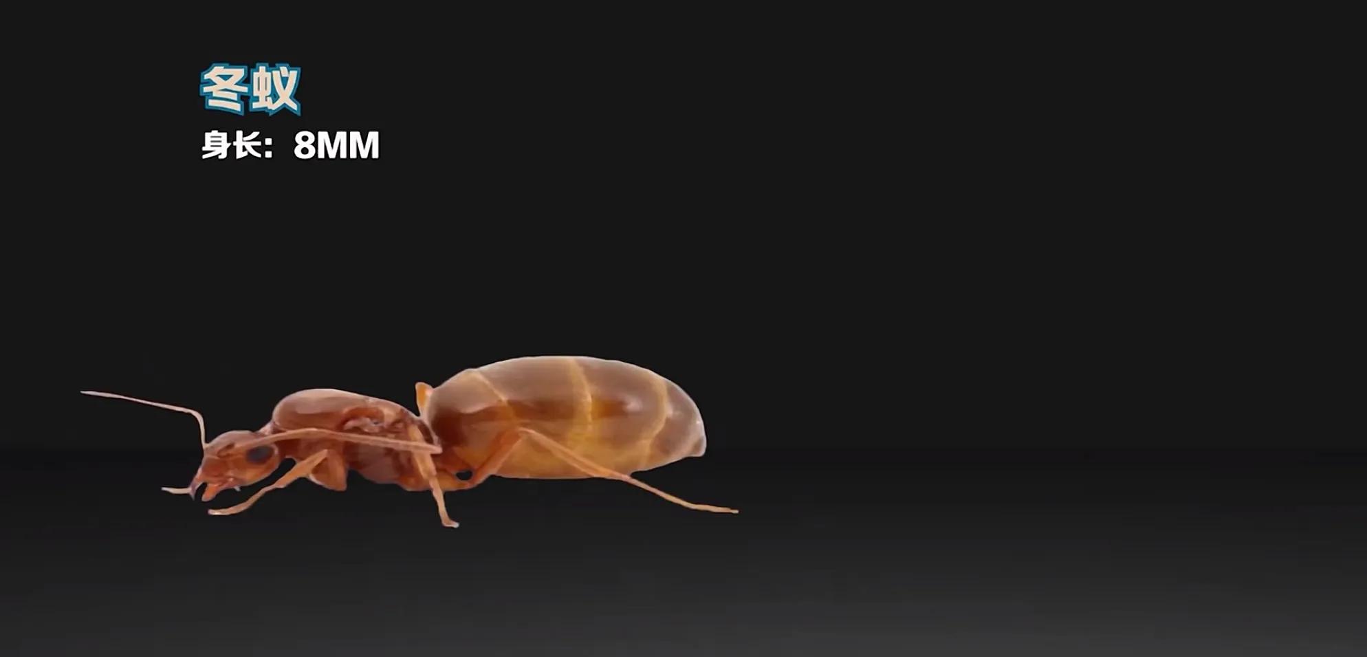 生活在地球上的20种蚂蚁