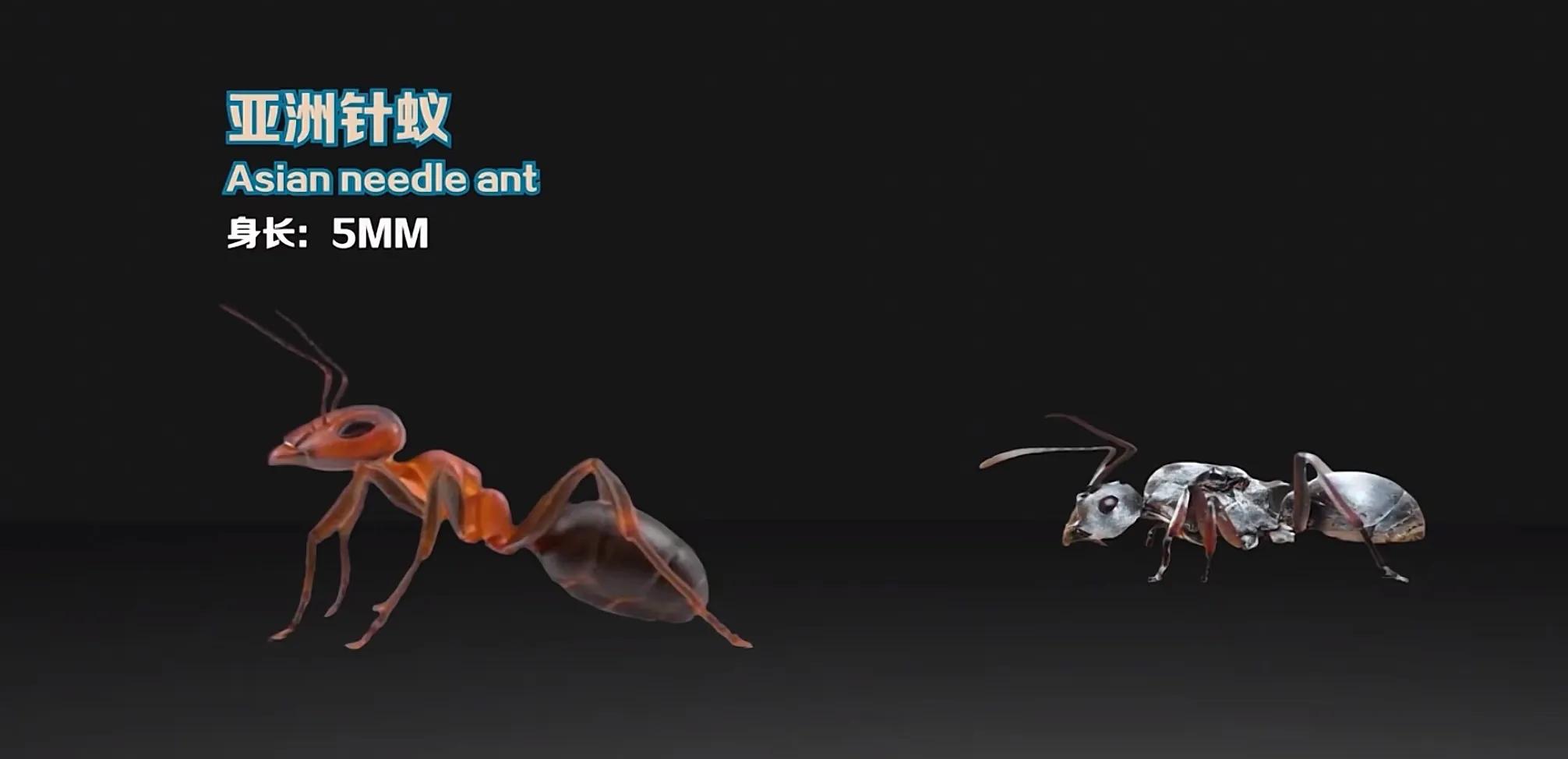 生活在地球上的20种蚂蚁