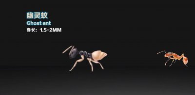 ​蚂蚁图片大全（生活在地球上的20种蚂蚁）