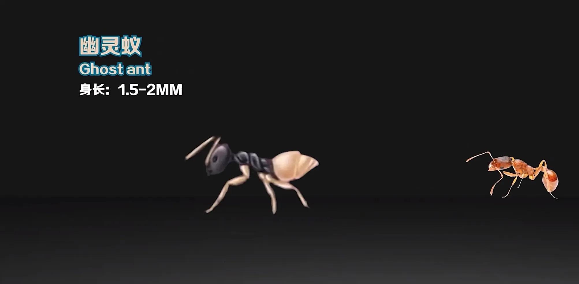 生活在地球上的20种蚂蚁