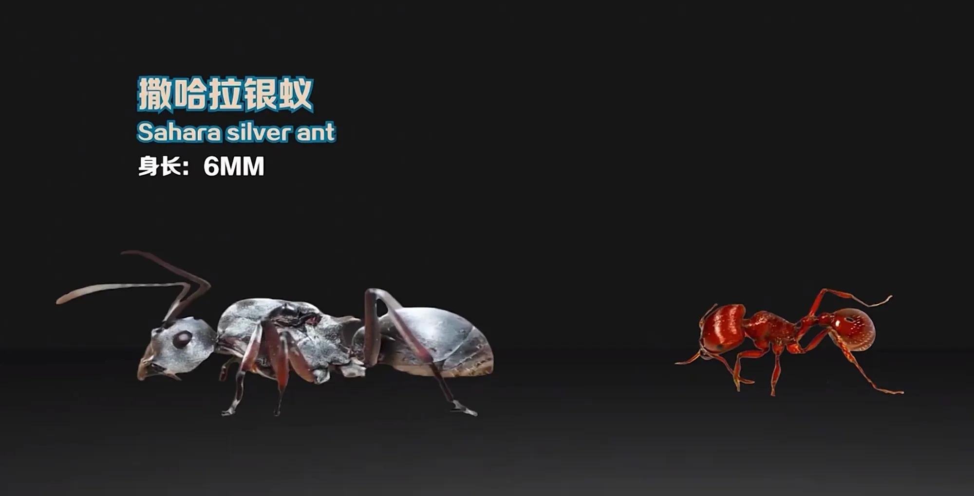 生活在地球上的20种蚂蚁