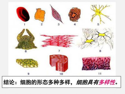 ​细胞的多样性和统一性（有什么区别呢）