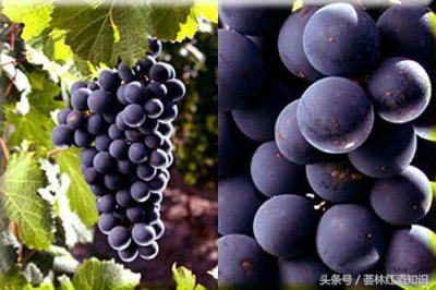 ​红酒 玛德莱娜(追忆似水年华玛德莱娜蛋糕)