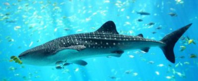 ​世界上最大的鱼排行，鲸鲨最大_长12米/沉21吨