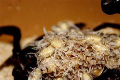 ​雨林蝎新手入门饲养教程